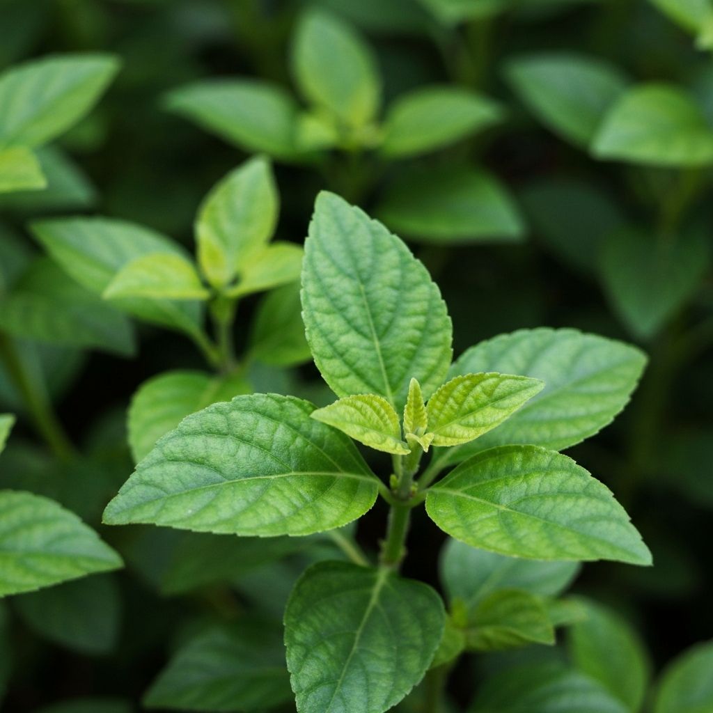 DAUN DEWA - Bahan herbal alami untuk Cysto Up